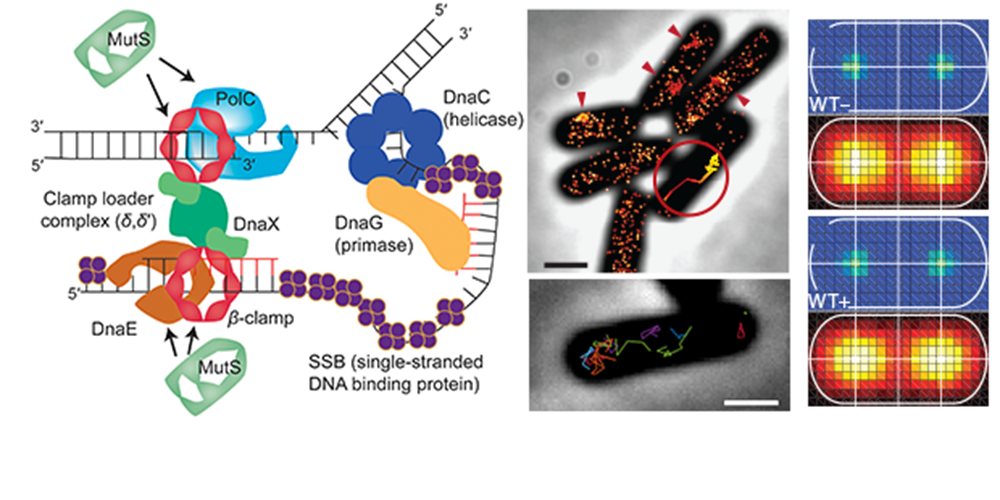 Diagram shows DNA replication machinery, bacterial cell images highlighting a focus (red circle), and heatmaps comparing wild type versus mutant bacteria, emphasizing molecular localization. Scale bars included.