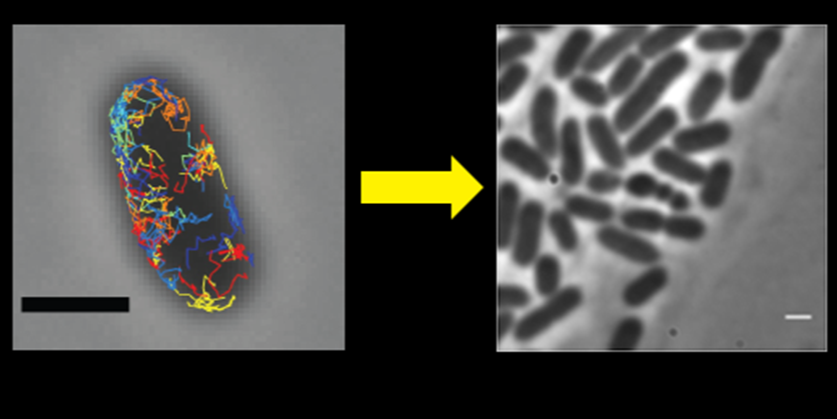 Two panels: left, a single bacterium with colored lines inside; right, many rod-shaped bacteria in grayscale. A yellow arrow points from left to right. Both panels have black scale bars in the bottom corners.