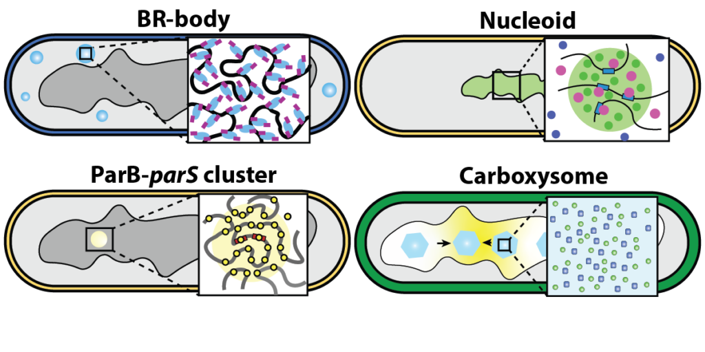 Diagram of four bacterial cell structures: BR-body, Nucleoid, ParB-parS cluster, and Carboxysome, each with a zoomed-in section showing their internal molecular organization.