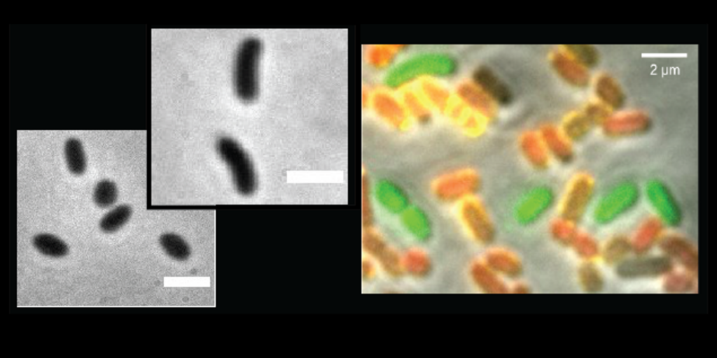 Two grayscale micrographs of rod-shaped bacteria on the left, and a color micrograph on the right showing green and orange rod-shaped bacteria, with a 2-micrometer scale bar.