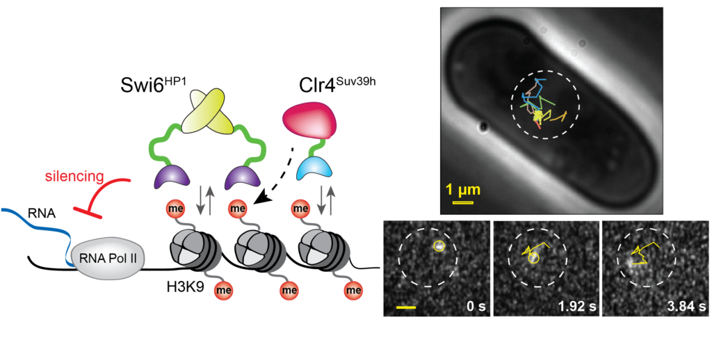 Diagram showing a gene silencing pathway with proteins and histone modifications, and microscopy images tracking protein movement within a cell nucleus, highlighted by yellow, blue, and orange arrows. Scale bar is 1 µm.