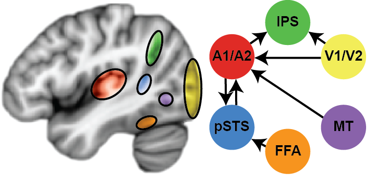 image of a brain with circles around primary and secondary auditory cortex, intraparietal sulcus, primary and secondary visual cortex, medial temporal lobe, superior temporal sulcus, and fusiform face area. Arrows show the coordination between regions.