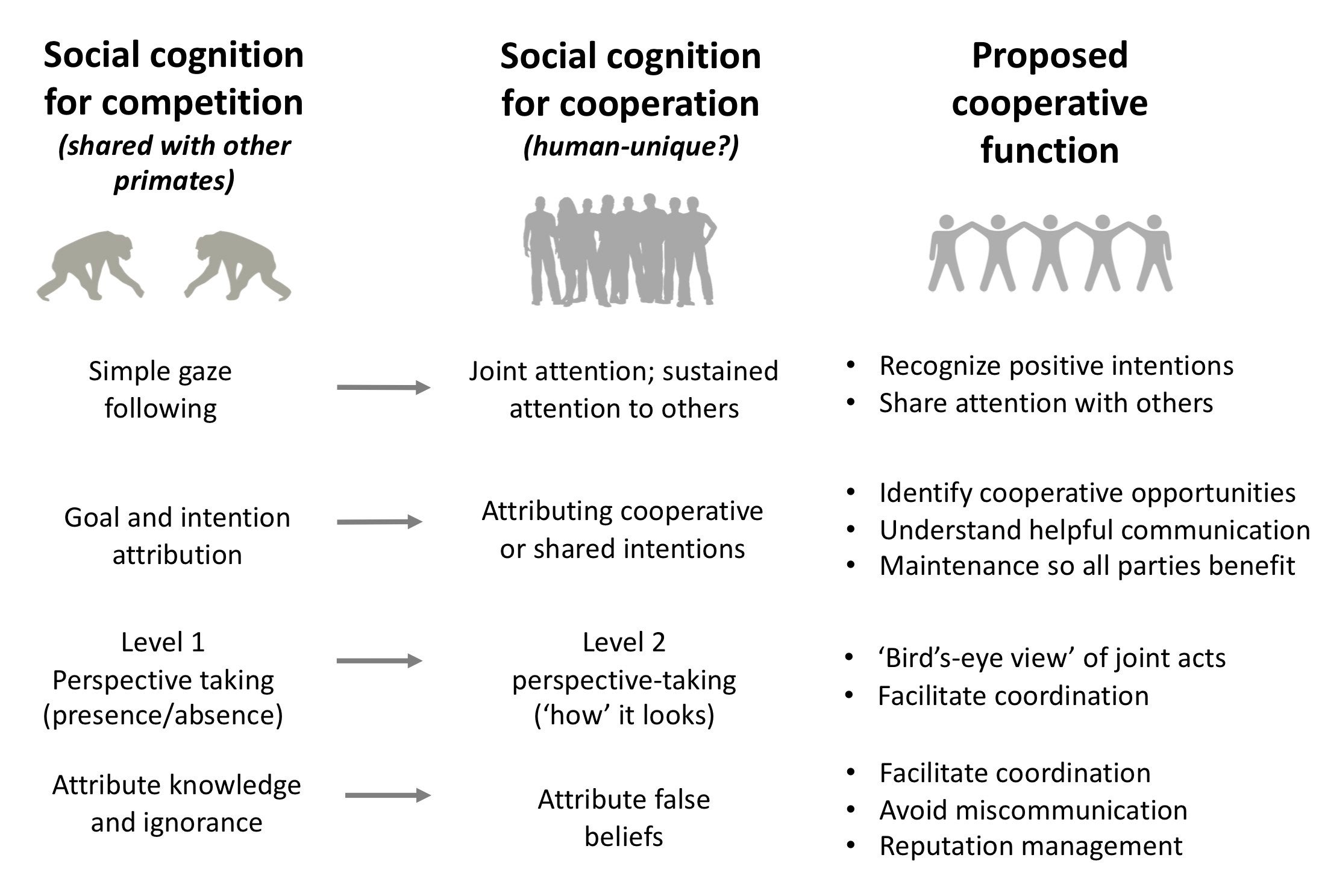 primate social behavior