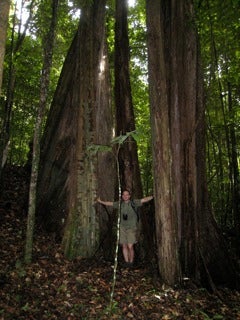 rainforest_trees