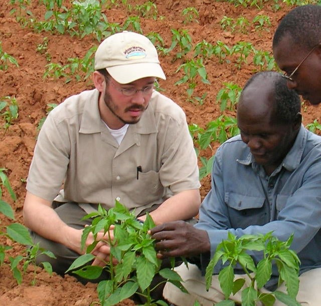 Inspecting young paprika plants in Malawi.