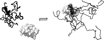 FCP1 - Rap74 binding interactions