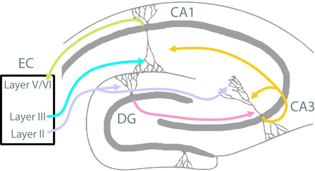 Neural Circuits of the Hippocampus – Neural Circuits and ...