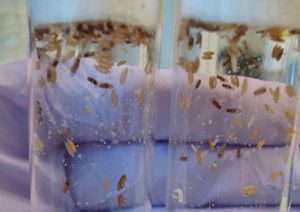 Experimental fruit flies in different selective mediums