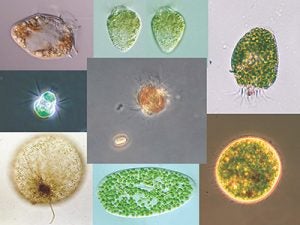 A few charismatic examples of planktonic acquired phototrophs. 