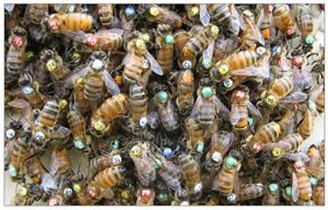 An artificial swarm with individually marked worker honey bees.