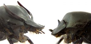 Major and minor morphs of the horn-polyphenic beetle Onthophagus taurus.