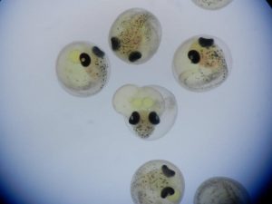 Stickleback embryos