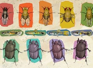 Illustration of flies, fish and beetles showing phenotypic differences