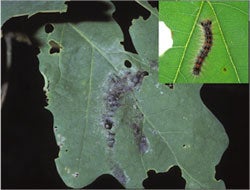 kennedy_leaf_caterpillar