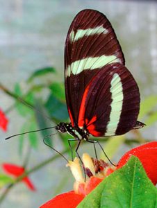 Butterfly Heliconius pachinus feeding on a flower.