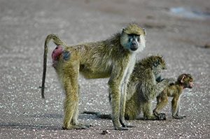 Baboon family life