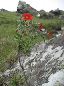 Calibrachoa sendtneriana, endemic to the high-altitude grasslands in Santa Catarina, Brazil.
