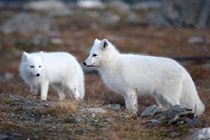 Mismatched Arctic foxes in Sweden.