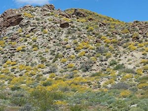 Encelia farinosa dominates landscapes in the Mojave and Sonoran Deserts