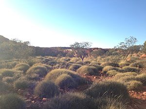 C4 ecosystems are widespread throughout the subtropics. An example of a Spinifex spp. savannah in NT, Australia.