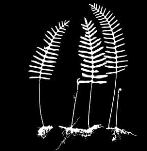 Resurrection fern (Pleopeltis polypodioides) specimen silhouette; similar silhouettes are used to train deep learning models to analyze the shapes of fern specimens from across the globe.