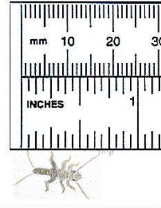 My sketch of a stonefly nymph, with a ruler for scale. The ones we found were only the length of my fingernail.