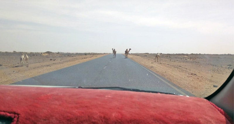 Camels on a road