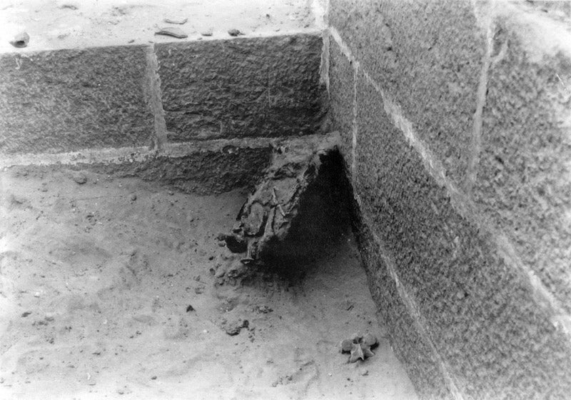 photo of a crocodile mummy in a corner