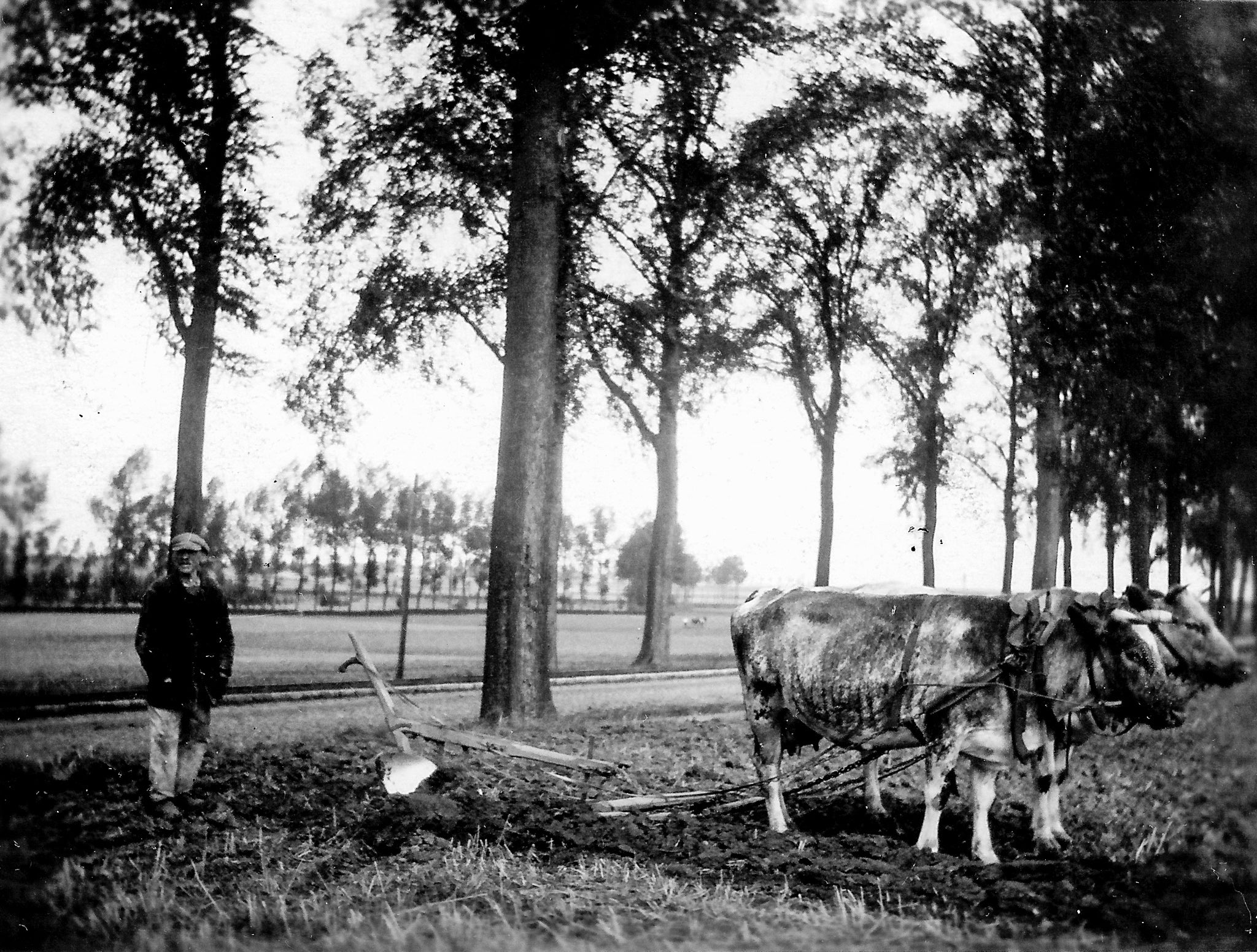 black and white photo of a man with oxen