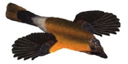 bird-fish