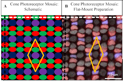 Side-by-side schematic and experimental image of zebrafish cone photoreceptor mosaic, showing relative positions of four cone subtypes.