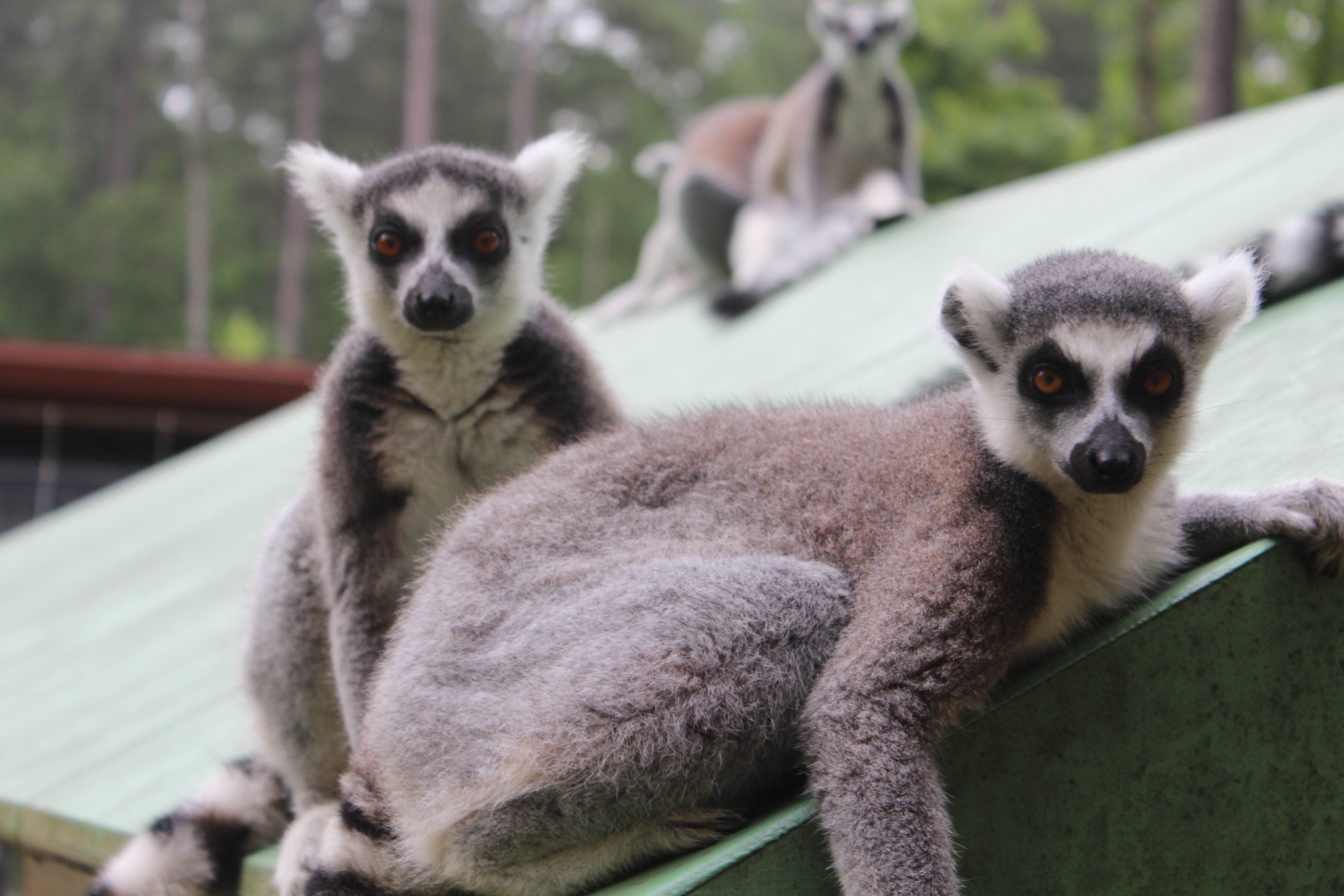 lemurs research