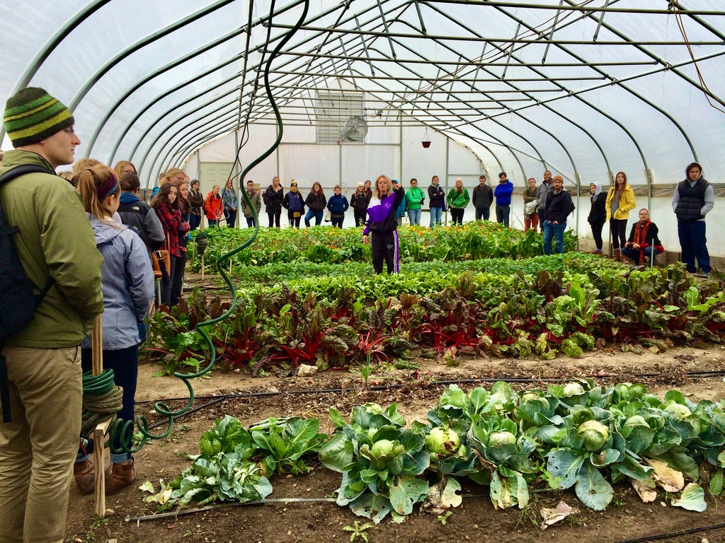 Students gather in a UM Campus farm growing many crops indoors.