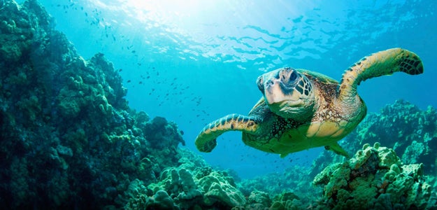 Sea turtles or marine turtles are turtles that inhabit all of the world's oceans except the Arctic. Most species of sea turtle are endangered. wikipedia.org
