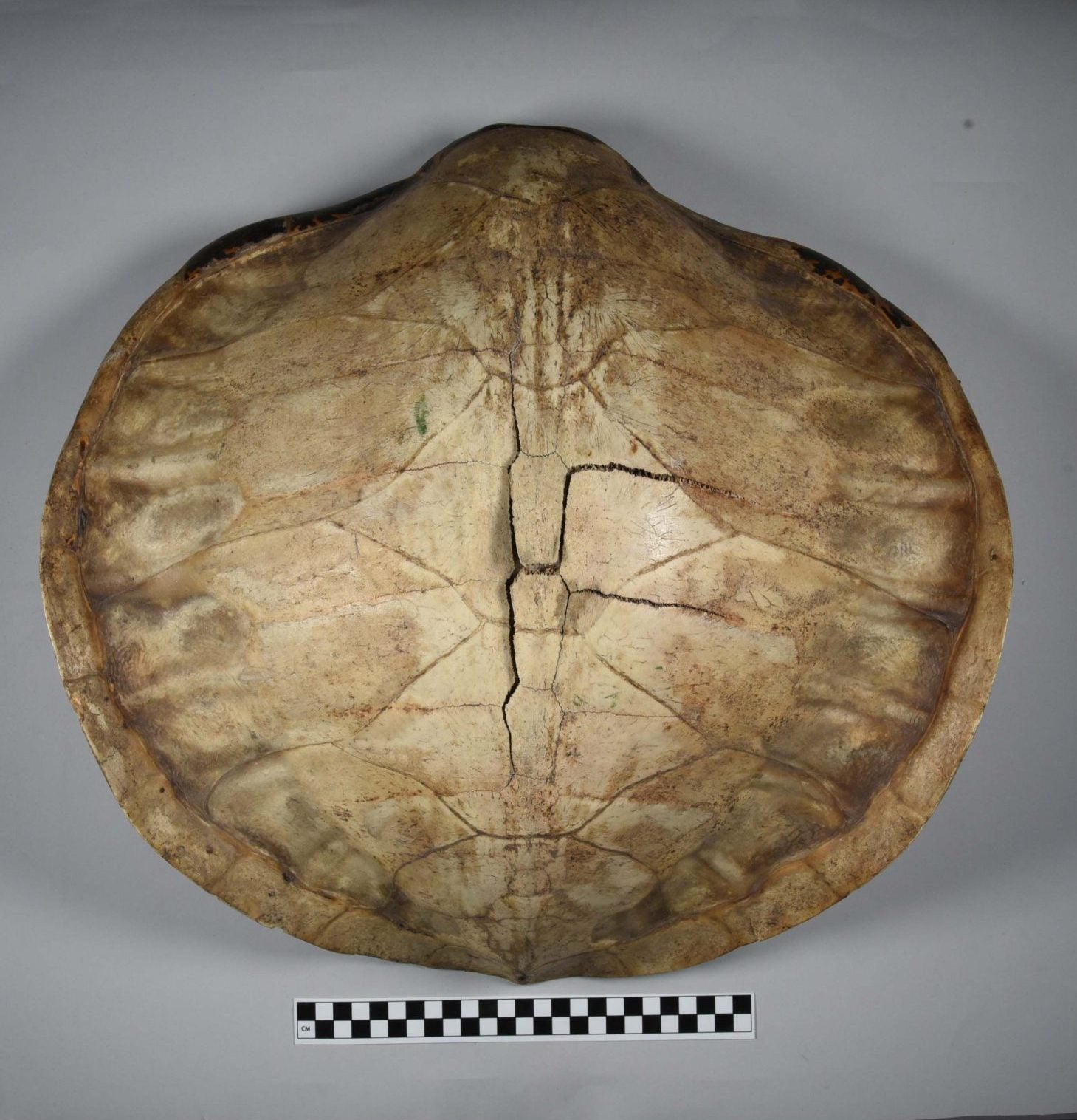 The top side of the turtle shell salakot. It shows several cracks in the middle of a large turtle shell.