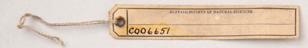 Image of a long skinny paper label yellowed with age and dust. Typed text reads, "Buffalo Society of Natural Sciences". Hand written below in black ink is the number, "C006651".