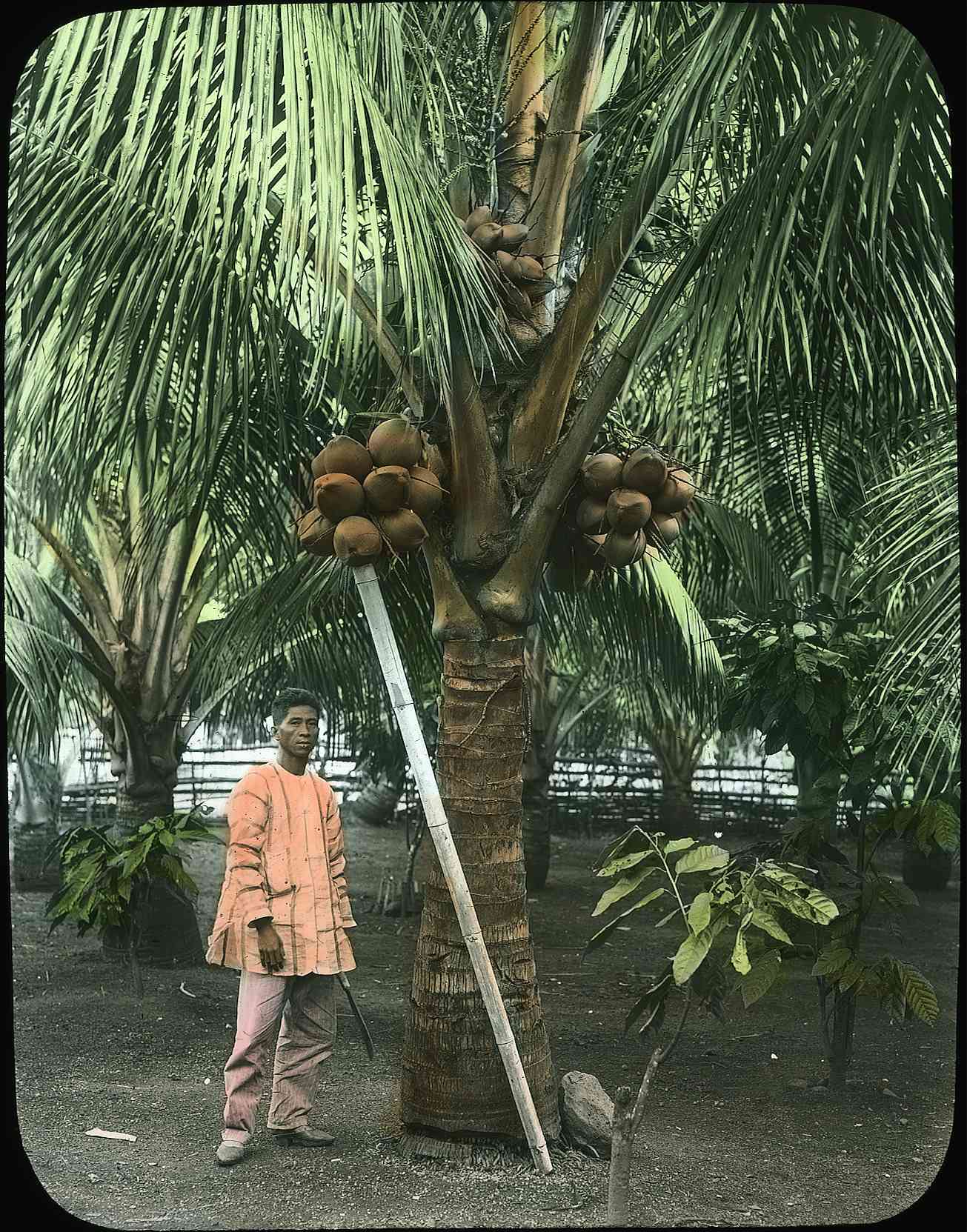 An indigenous Filipino man stands underneath a coconut tree. There are three bundles of coconuts at the top. A long bamboo stick is being used to prop up a cluster of coconuts almost directly above the man.