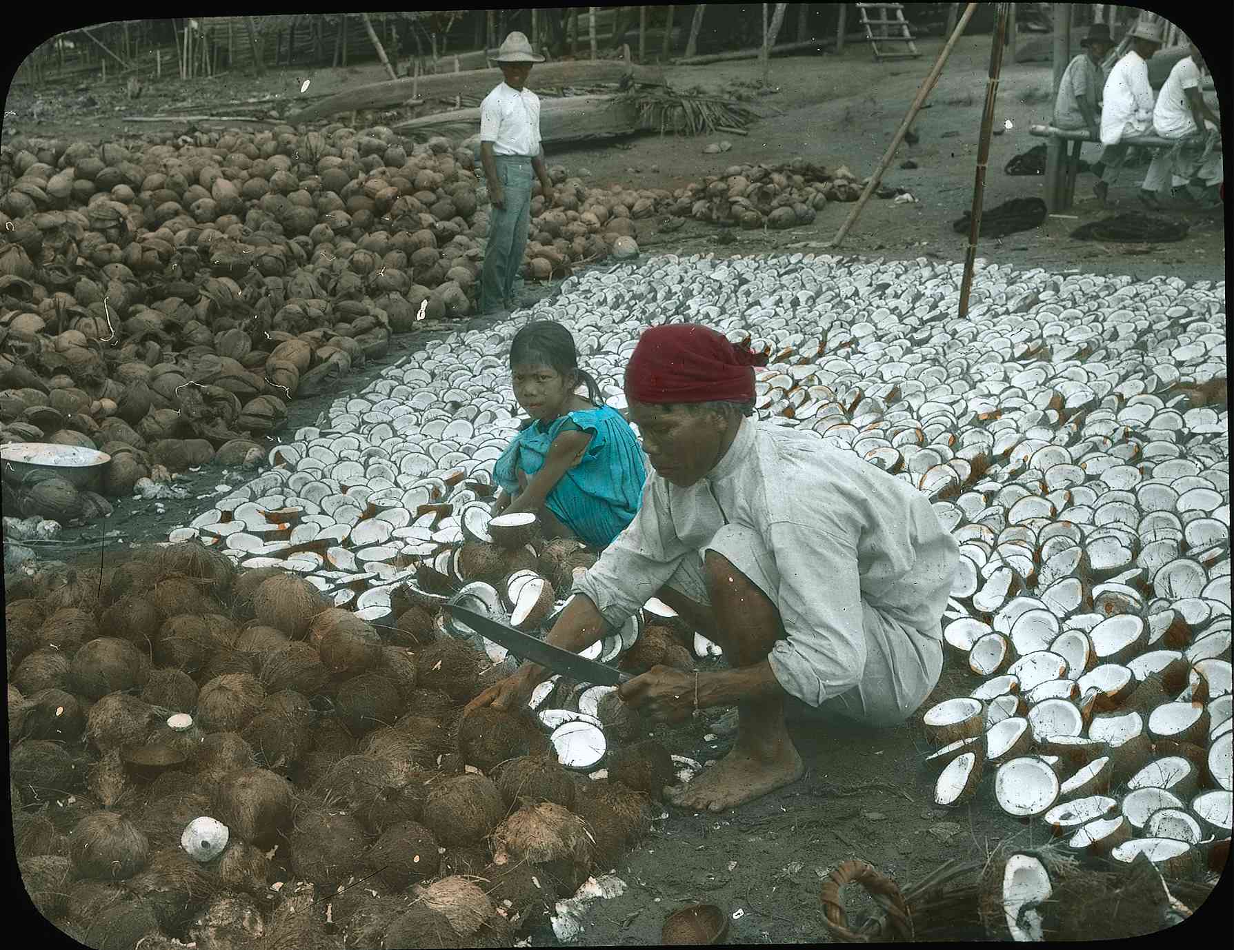 Two Filipino people squat as they split open coconuts with a large knife. One of the people, a young girl, looks towards the camera. The other person holds a knife in his left hand as he works. Behind the two individuals are rows of open coconuts. There are many coconuts on the ground where they work. A man and some others, dressed in white shirts and a hat, observe them as they work.
