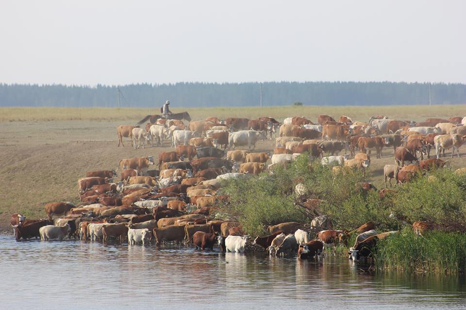 Livestock crossing a river
