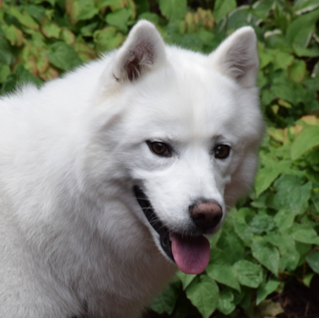 picture of a white dog with triangular ears