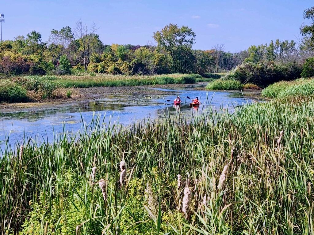 Two people kayak on a calm river surrounded by tall green reeds and dense trees under a blue sky, creating a peaceful nature scene.