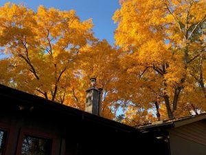 trees over a house with yellow leaves, blue sky