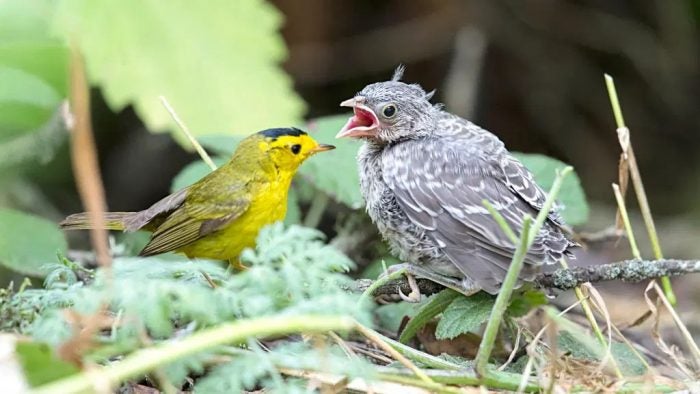 A brown headed cowbird nestling (right) being raised by a warbler adult. Image credit: Audubon, Beth Hamel