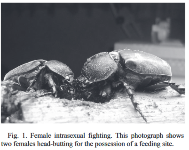 two female horned beetles are head-butting for possession of a feeding site