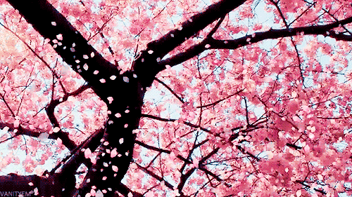 Cherry blossoms falling slowly from a blooming tree. From https://www.deviantart.com/ 