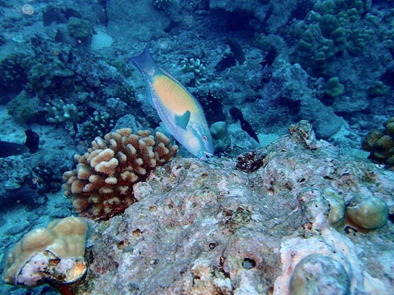 A terminal phase (adult male) bullethead parrotfish (Chlorurus spilurus) taking a bite of turf algae on the reef in Mo’orea, French Polynesia. Image: Katrina Munsterman