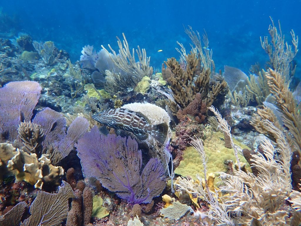 Black grouper (Mycteroperca bonaci) swimming on a protected reef in Abaco, The Bahamas