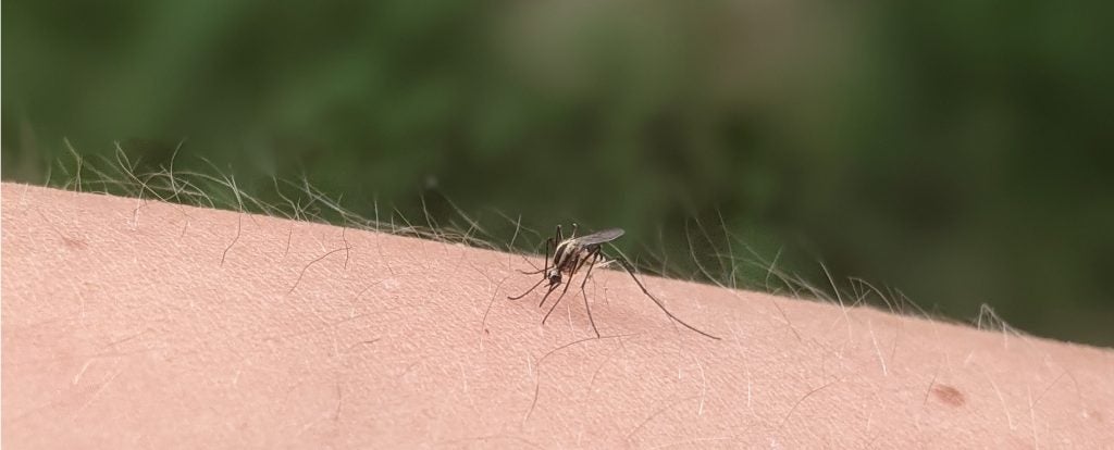 A mosquito on an arm ready to dig in