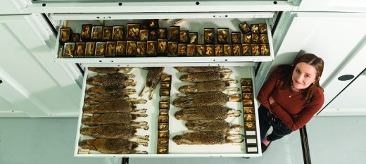Lexi Frank with drawers of desert cottontail (Sylvilagus audubonii) specimens from California.