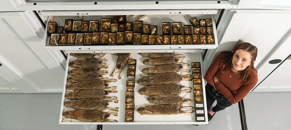 Lexi Frank with drawers of desert cottontail (Sylvilagus audubonii) specimens from California at the Research Museums Center. 